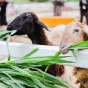 探索足球的精彩世界 - 看球吧